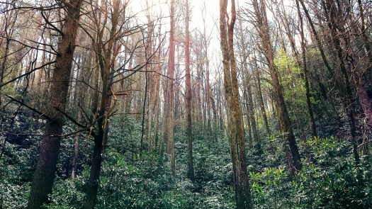 A tiny person in a tall world